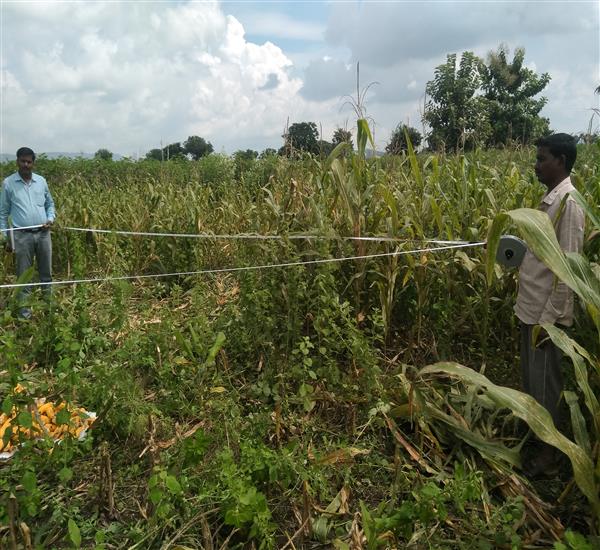 Peddapalli District - Peddapalle Division                                                                                                                                                                                                                  - Crop Cutting Expts.,                                                                                                                                   - Maize harvesting supervision at Vennampalle Village, Srirampur Mandal                                                                                                                                                                                           - dt.25/10/2019          